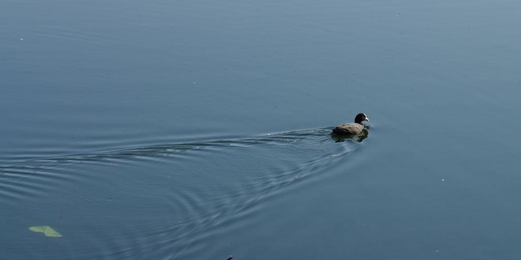 Featured - Ente