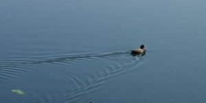 Featured - Ente